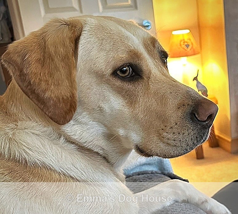 - Pawtraits