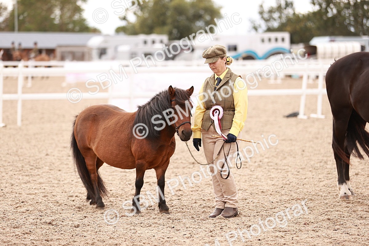 SBM_16942 - Class 415 - Horse-Pony Judge would most like to take home
