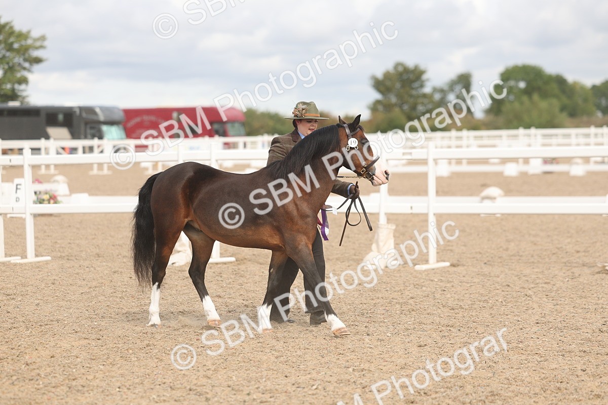 SBM_04524 - Class 18 - Handsomest Gelding (IH or Ridden)