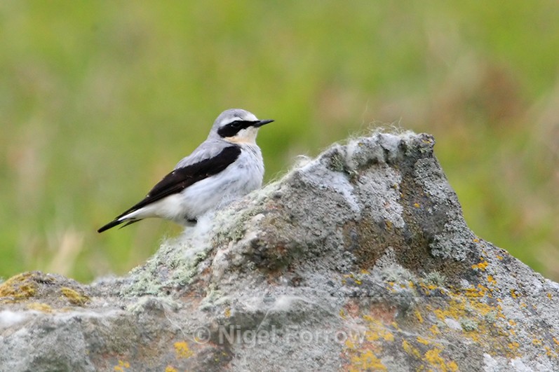 Wheatear (male) perched on a rock on the Isle of Skye - Wheatear
