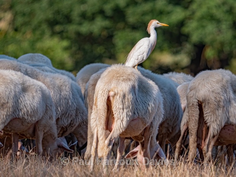 The cattle egret (Bubulcus ibis) ( travelling with sheep and picking parasitic insects from their fleece - Insects, Spiders and other Animals