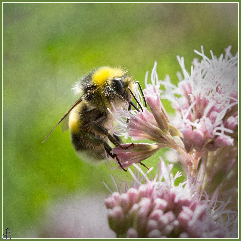 Macro Photography by Diana Uzun