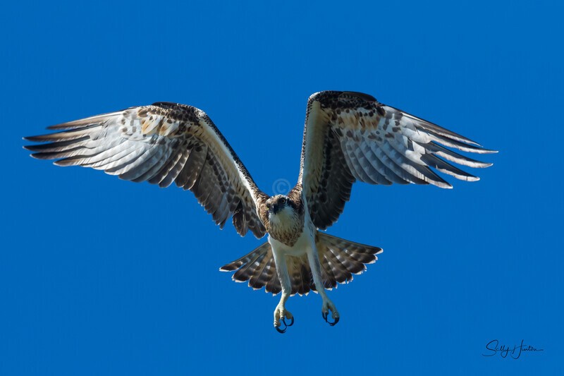 0A3A5040 Landing gear down - Osprey