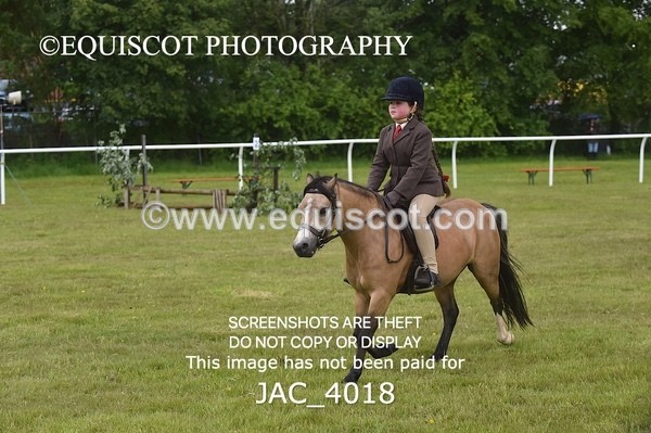 JAC_4018 - 40CM WORKING HUNTER