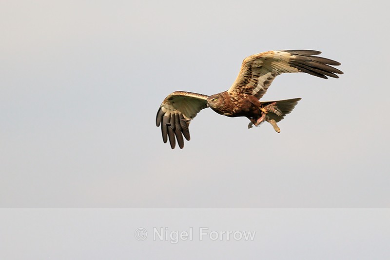 Marsh Harrier (male) carrying food, Montgai, Spain - Marsh Harrier