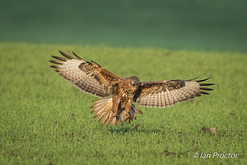 Preparing to land! - Buzzard (Buteo Buteo) - Nature