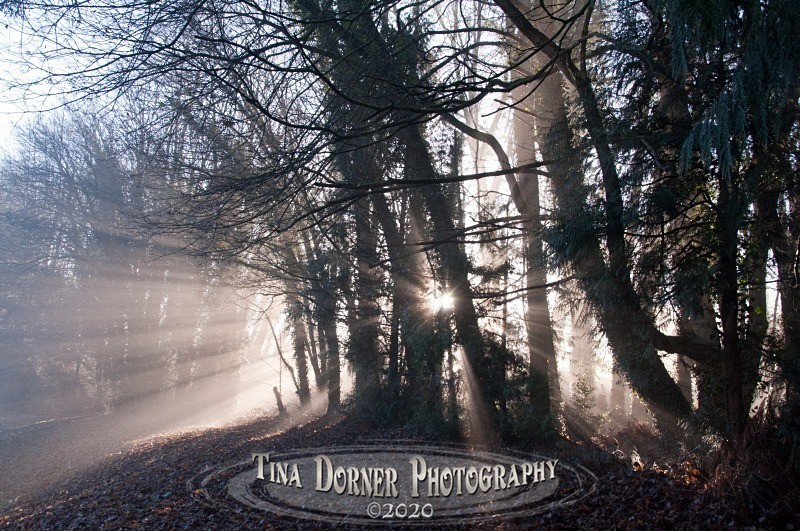 Sunlight through leaning trees in woodland mist.Winter Landscape portfolio by Tina Dorner Photography,  Forest of Dean and Wye Valley, Gloucestershire