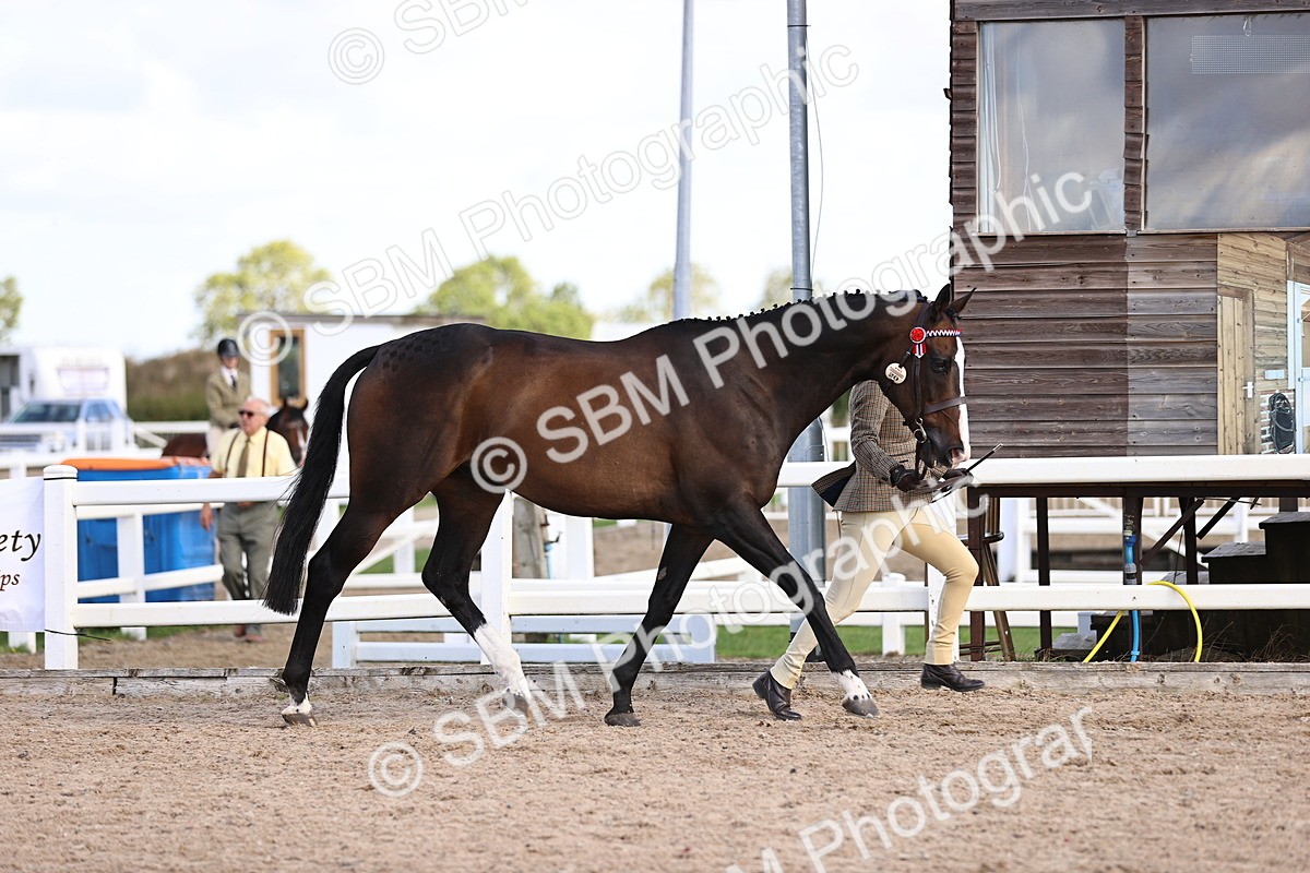 SBM_11509 - Class 407 - IH Hack-Riding Horse