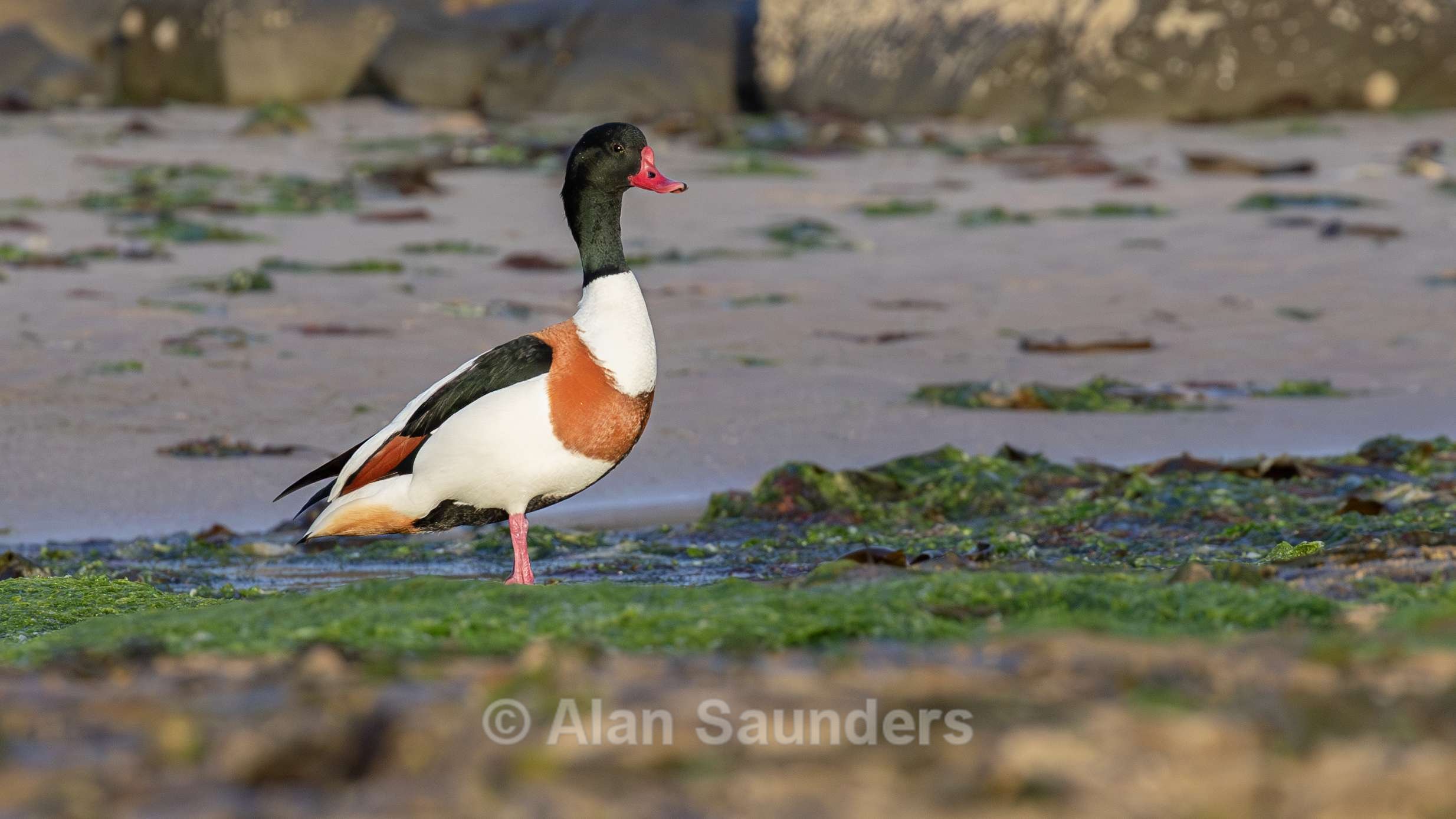 Shelduck 1