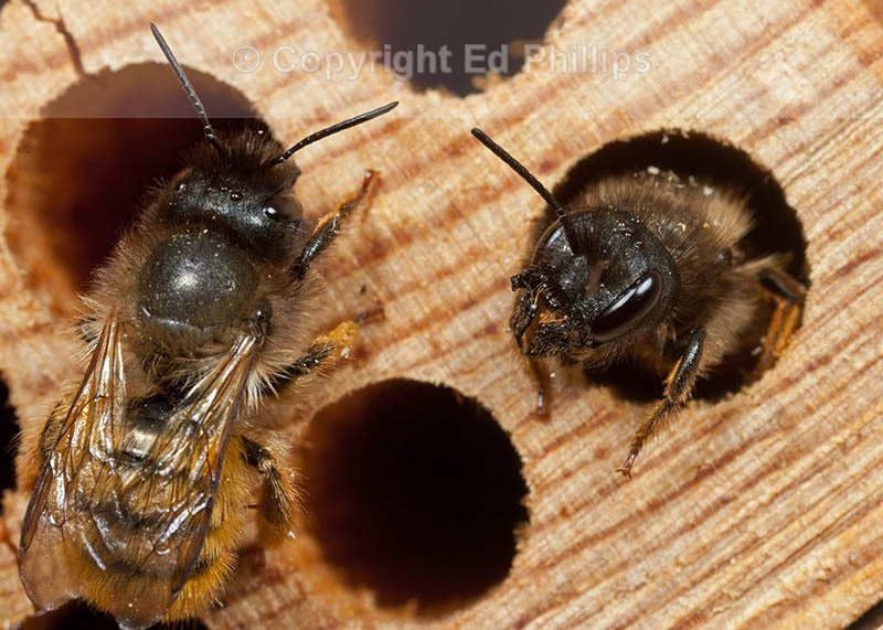 Osmia bicornis (f)