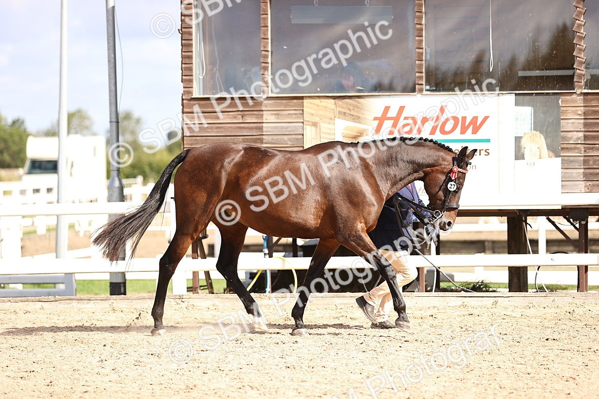 SBM_11500 - Class 407 - IH Hack-Riding Horse