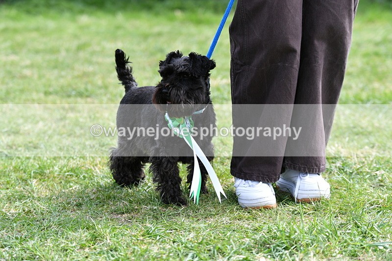 WJ5_0661 - Class 7 Best Terrier