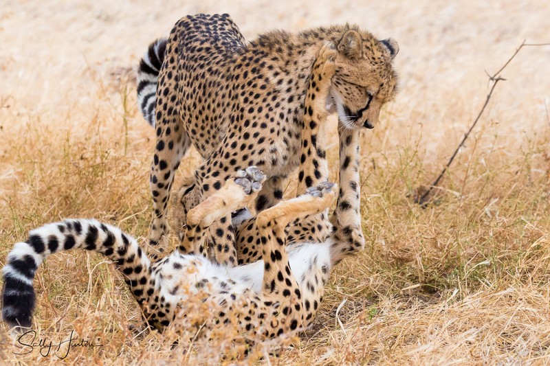 Cheetahs Playing 7