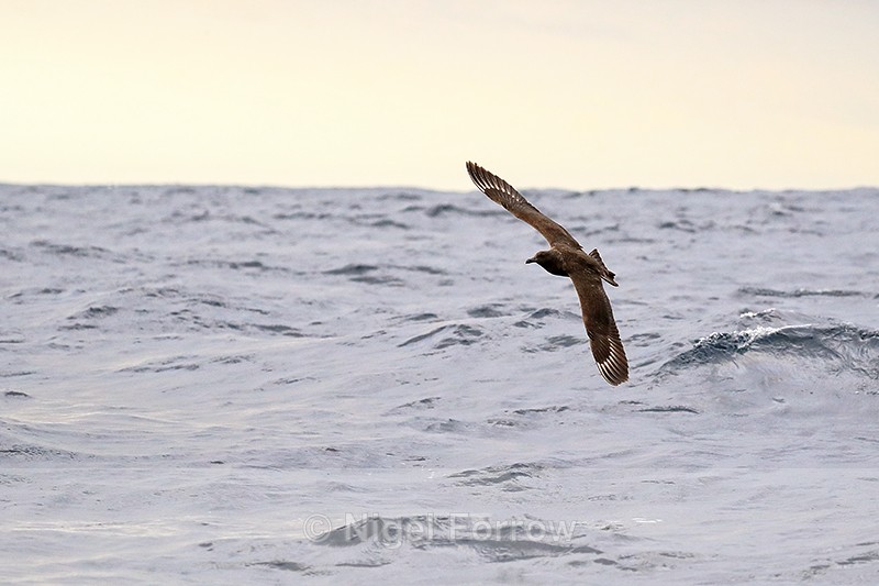 Brown Skua flying at sea off Cape Point, South Africa - Brown Skua
