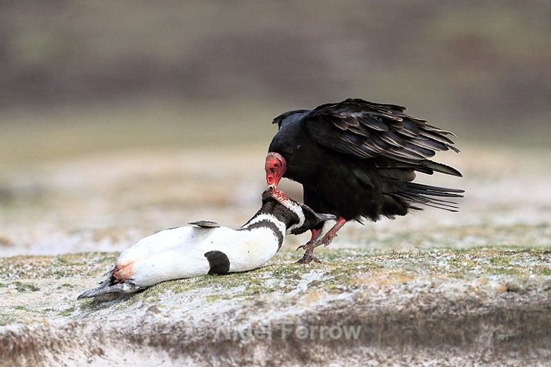 Turkey Vulture dragging Magellanic Penguin, Volunteer Point, Falklands - Turkey Vulture