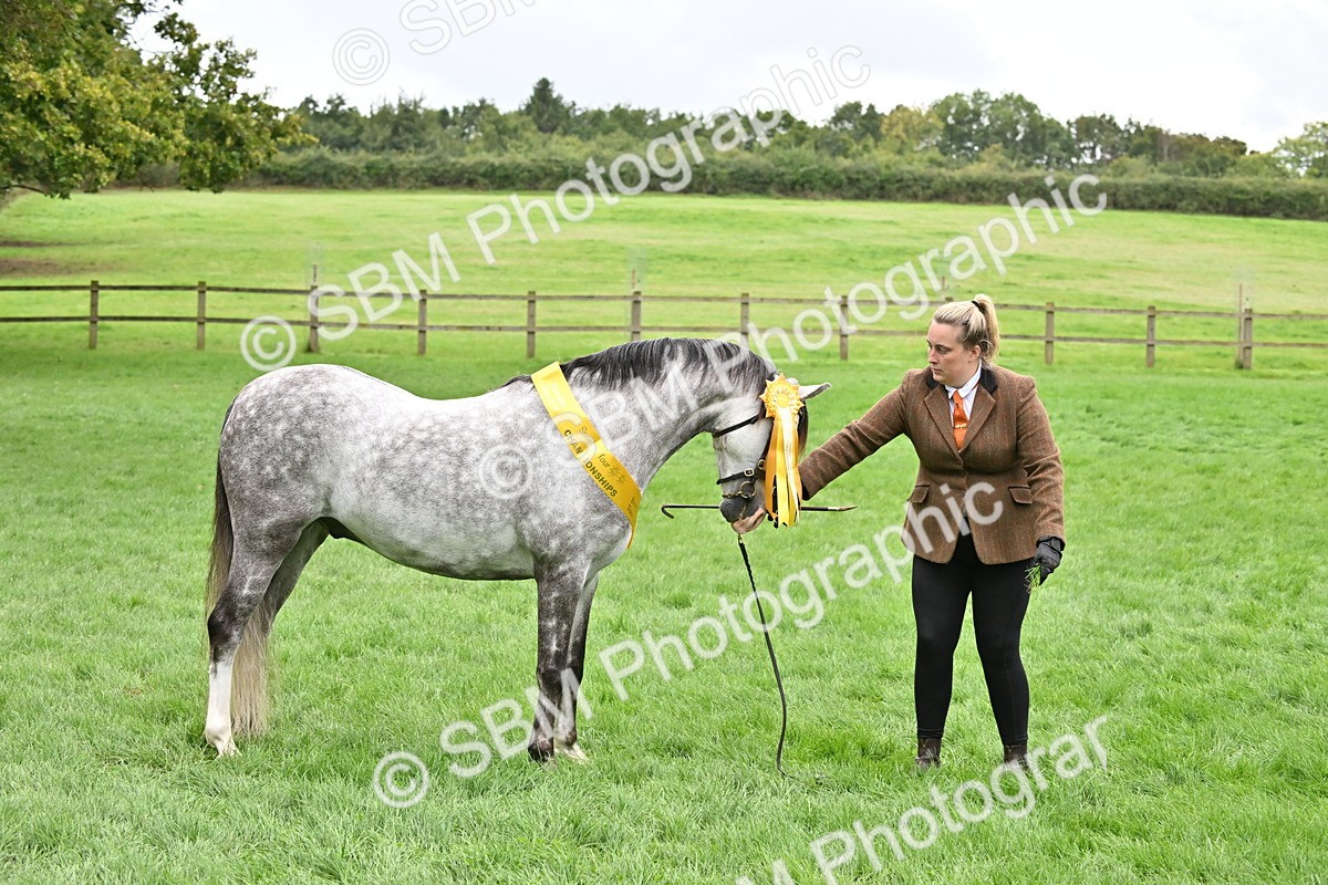 SBM_61035 - S48 - Mountain & Moorland In Hand Small Breeds