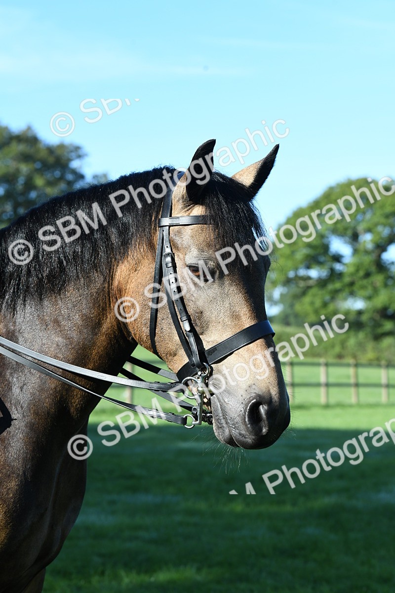 SBM_34062 - S16 - Condition & Turnout - Ridden