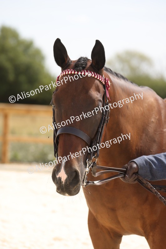 20260802-1548 - Class 16 - Best Horse or Pony