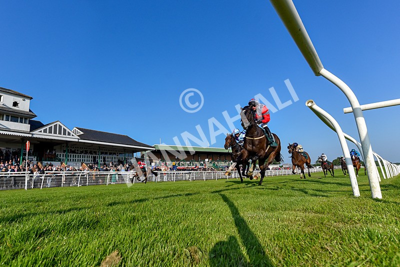 310524-Race 2-Dandy Fitz-7467 - Race 2