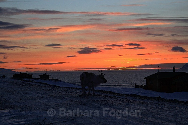 Reindeer 3190 - Colours of Svalbard