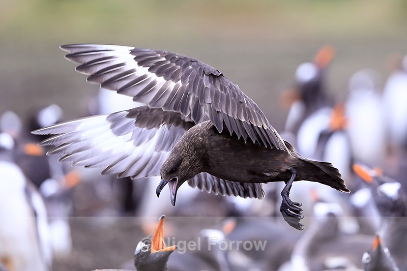 Brown Skua hovering above Gentoos, Sea Lion Island, Falklands - Falkland (Brown) Skua