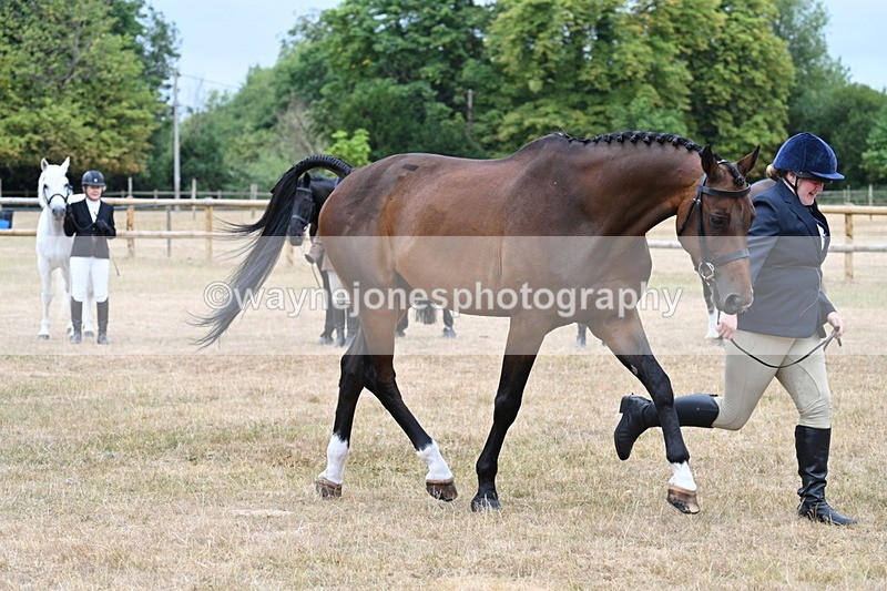 WJ7_9892 - Class 5a Most Handsome Gelding (above 14.2hh)