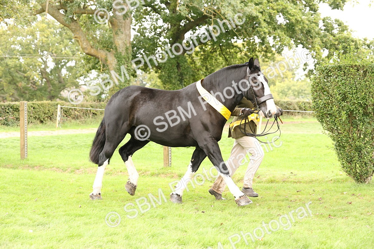 SBM_60845 - In Hand Horse Supreme Championship