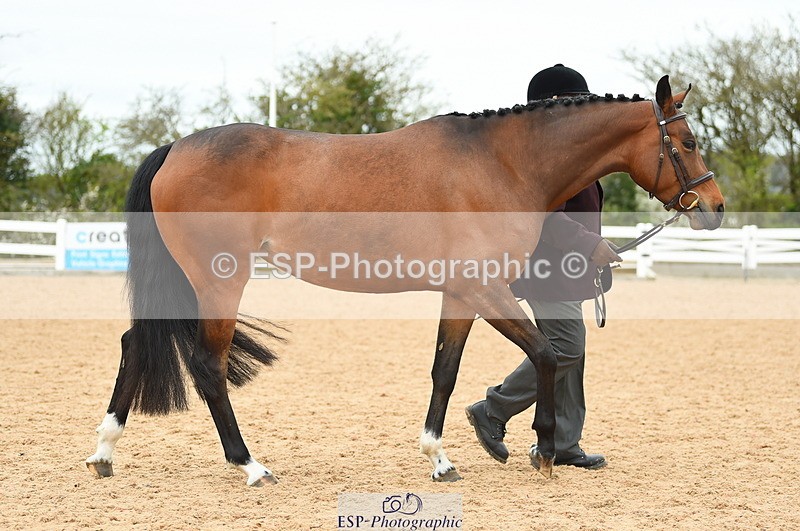 230416A-140130-04721 - Cls 46+43 In Hand Warmbloods and Foreign