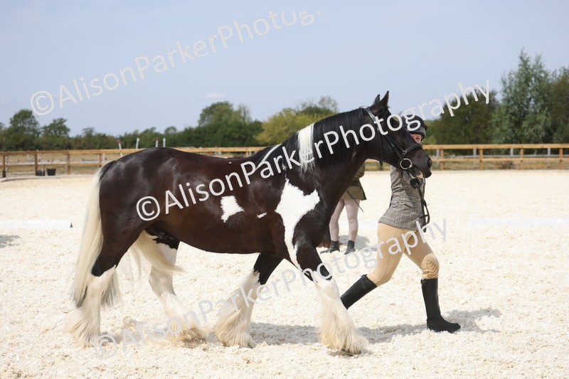 20260802-1509 - Class 16 - Best Horse or Pony