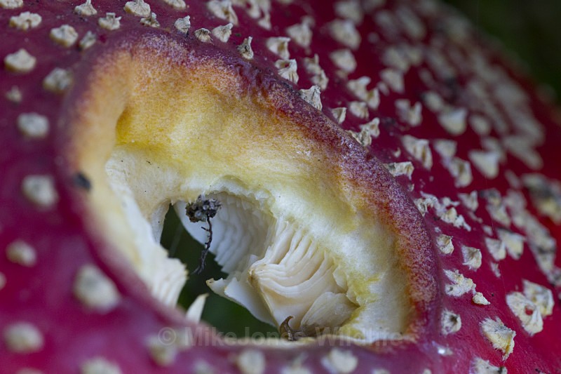 ' Fly agaric ' Amanita muscaria, Tatton Park, Cheshire - FUNGI (MUSHROOM) IMAGES