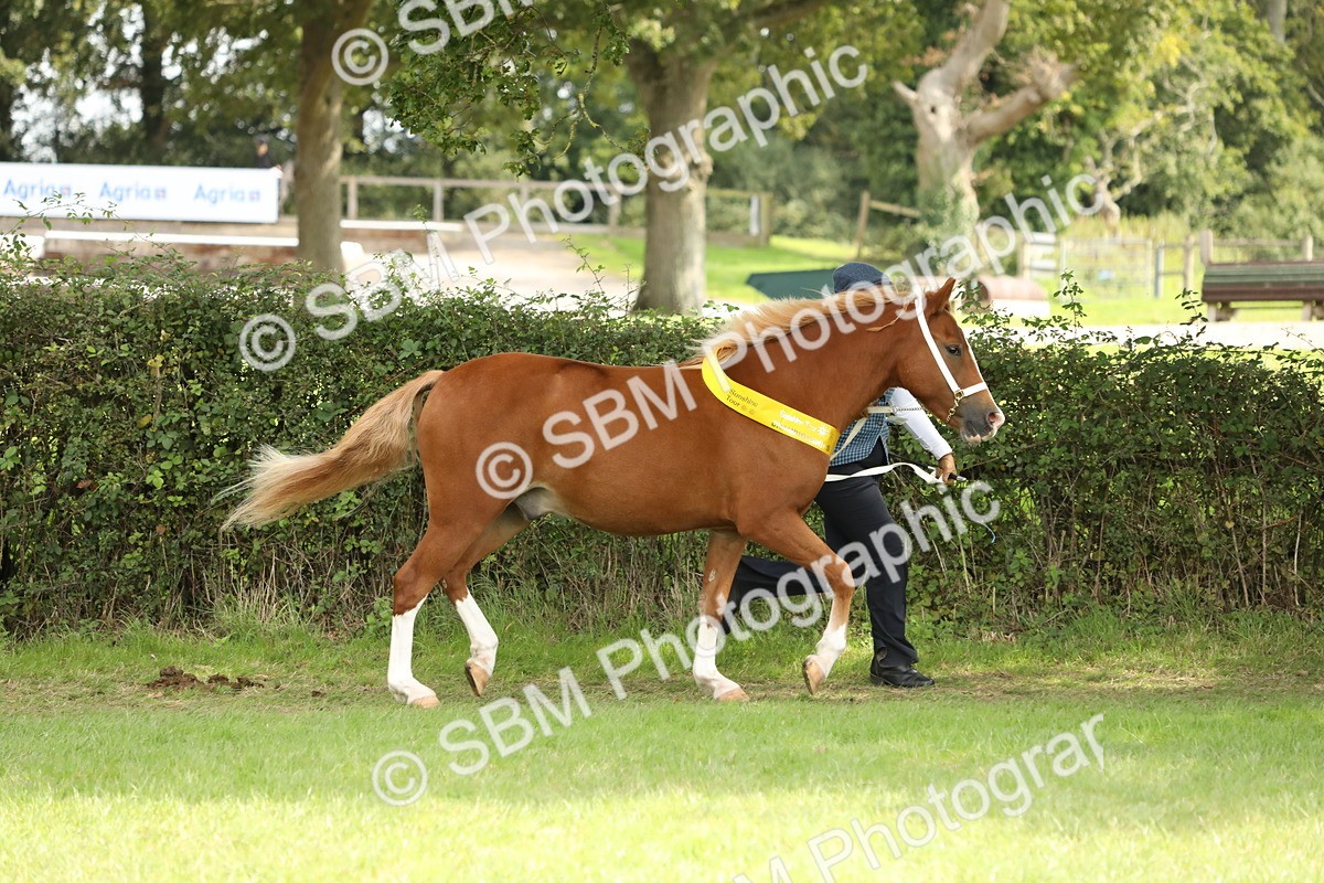 SBM_66270 - In Hand Pony & Youngstock Supreme Championship