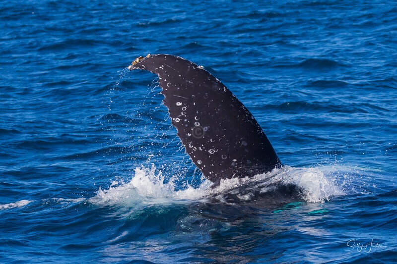 Labour pectal 1 - Humpback Whales