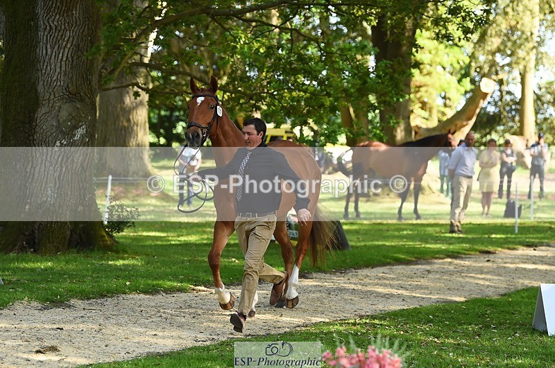 230524-164700-01080 - 111-CREEVAGHSTABLES_IFICUDIWUD-Tim_Cheffings-WEDTrotUp+DR