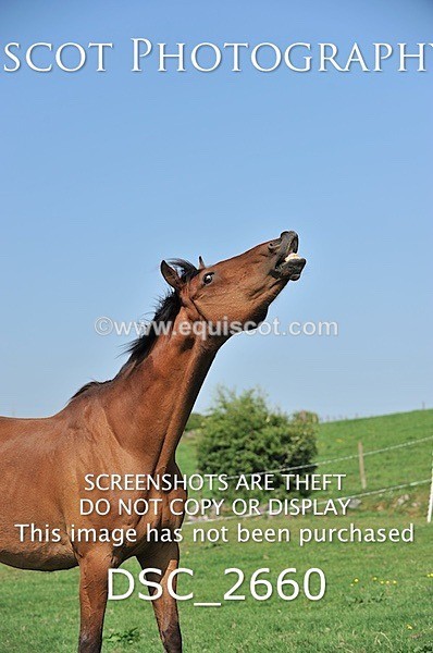 DSC_2660 - ARCHIVE REQUEST - Quincy and Guinness