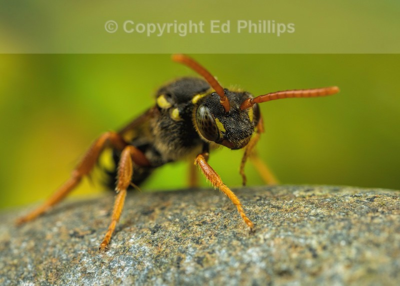 Nomada goodeniana (f)