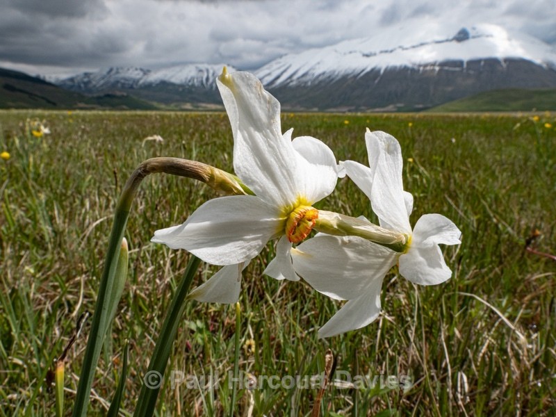 Poet's Narcissus (Narcissus poeticus) on the Piano Grande - Flowers in the Landscape - 2