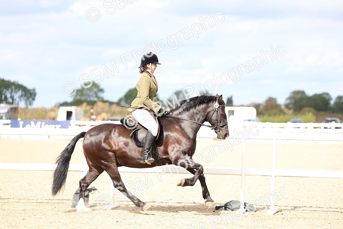 SBM_15797 - Class 314 - Family Horse - Pony