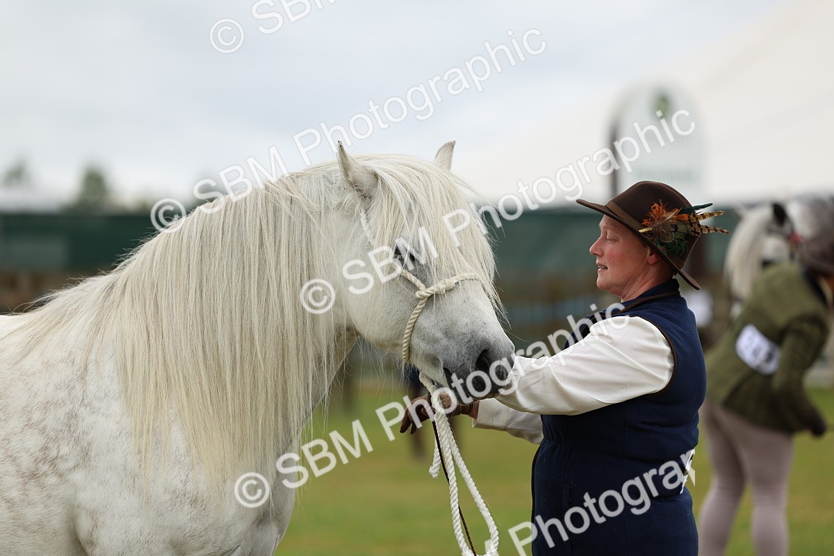 SBM_00535 - Class 58-67 - M&M Non Welsh Pony In hand