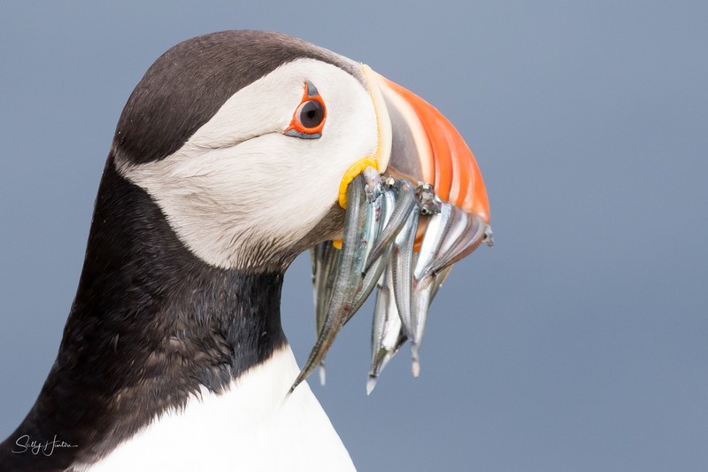 Puffen with Fish 21 - Puffins