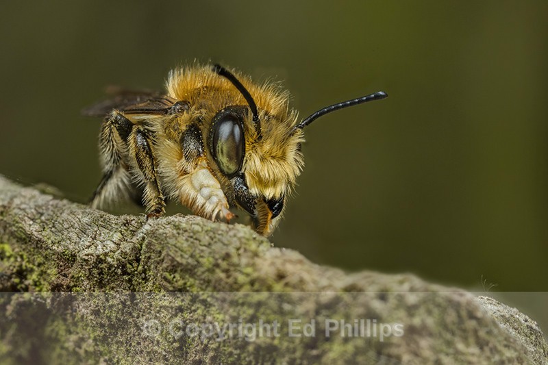 Megachile willughbiella (m) - Megachile willughbiella
