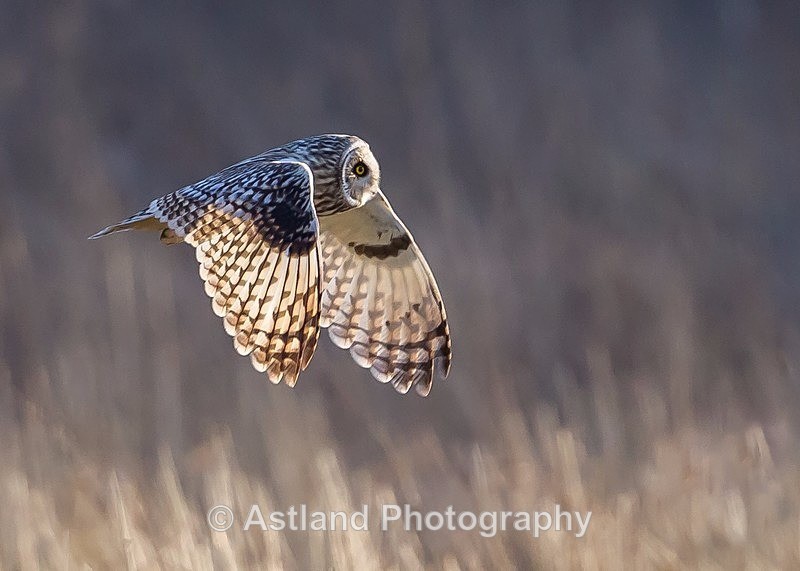 Astland Photography, Bird and Wildlife Images, Susan and Peter Wilson, U.K.
