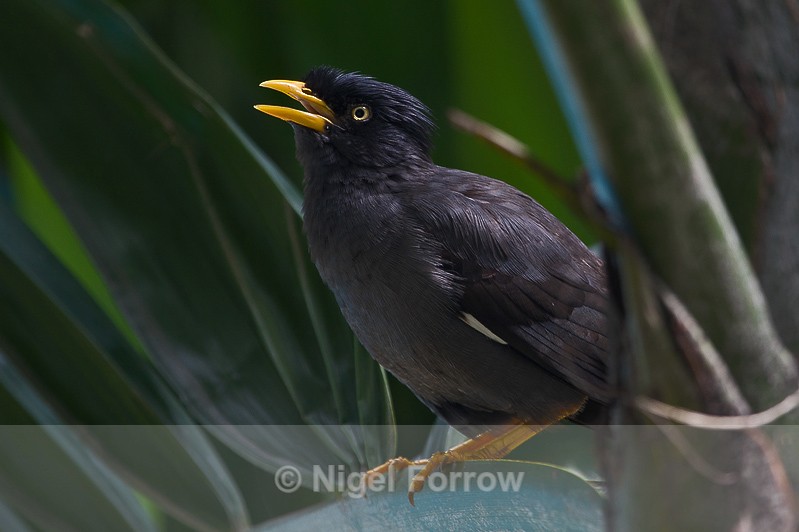 Jungle Myna calling from a tree - Jungle Myna