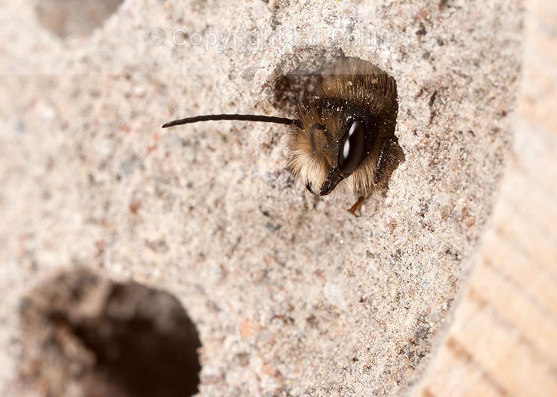 Osmia bicornis (m)