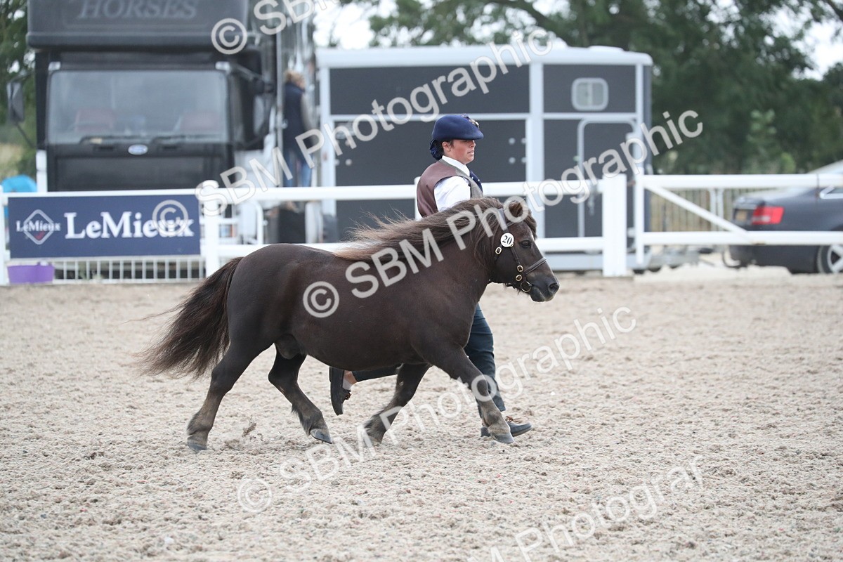 SBM_18028 - Class 317 IH Pure bred Horse/Pony