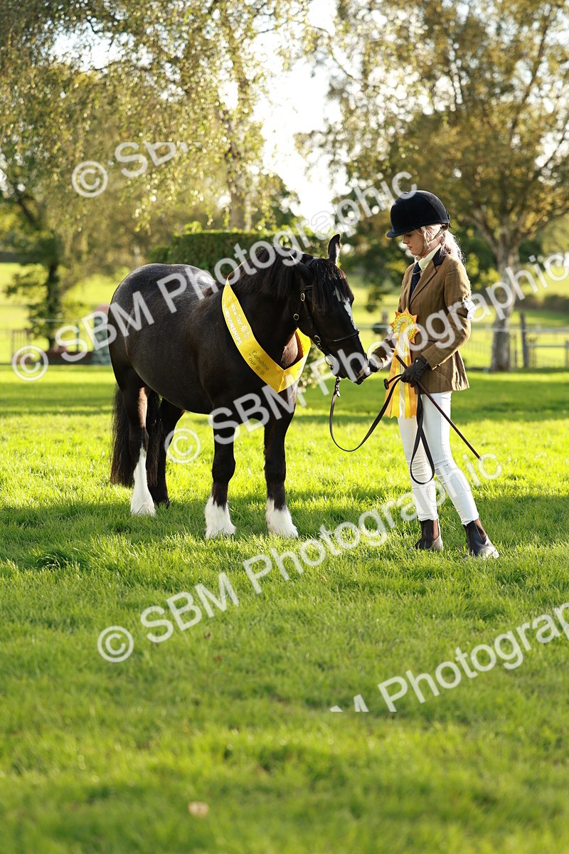 SBM_29301 - Novice & newcomer Supreme Championship