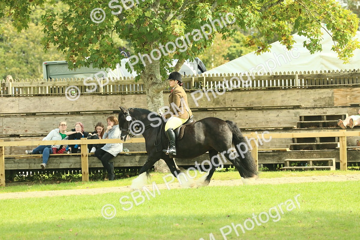 SBM_66617 - S34 - Rehabilitated Rescue Horse & Pony In Hand & Ridden