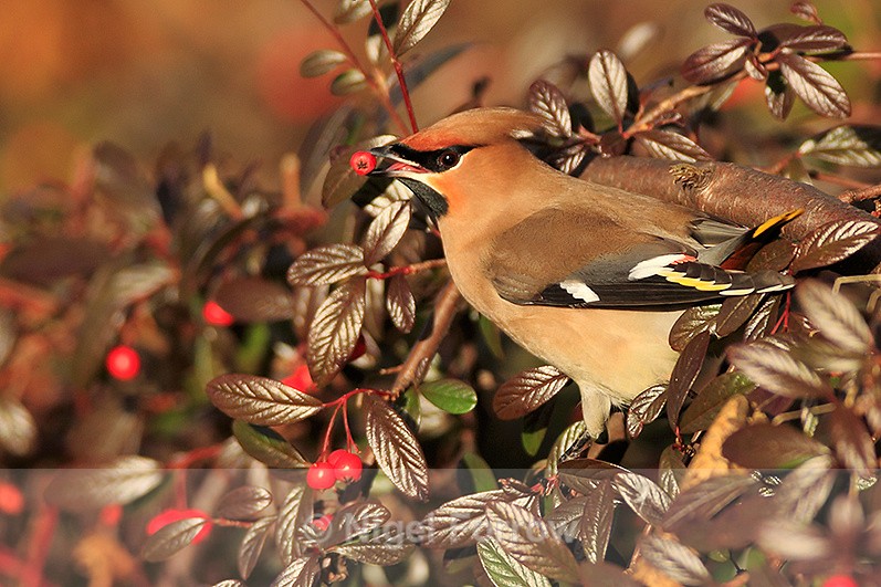 Waxwing feeding on berries at Bletchley - Waxwing
