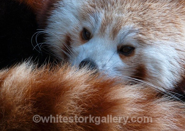 Red Panda - Wildlife and Animals