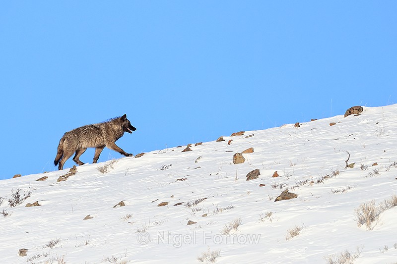 Wolf walking up slope, Yellowstone National Park - Wolf