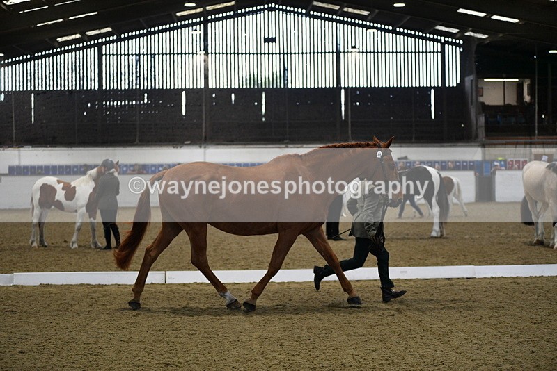 WJ5_3633 - Class 5 In Hand Veterans